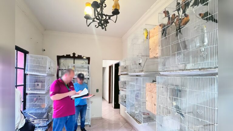 Profepa asegura más de 250 aves en inmueble irregular de Mazatlán