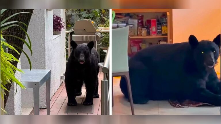 Autoridades de San Pedro pide a Profepa reubicar oso que atacó a un joven
