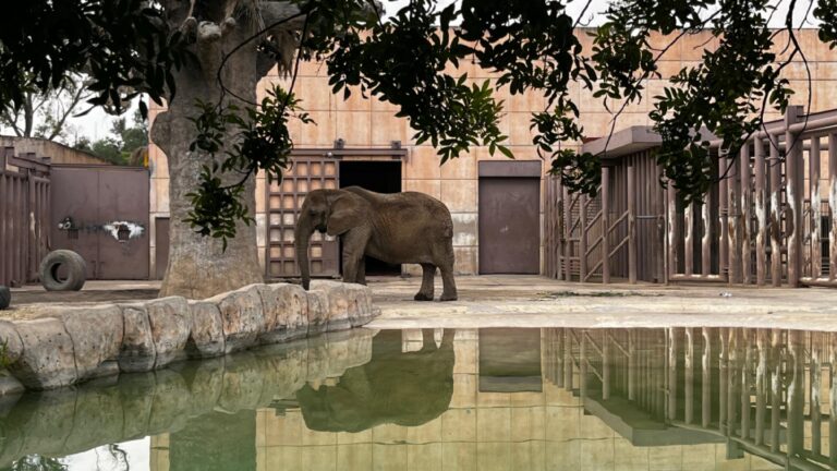 Crece preocupación por estado de salud de animales en el Zoológico San Juan de Aragón