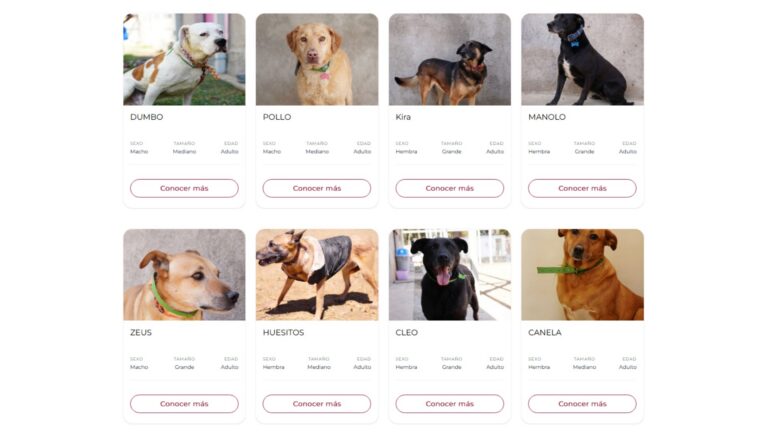 Lanzan plataforma para adoptar perros rescatados del Refugio Franciscano