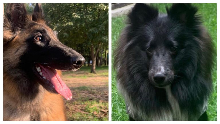 Dan de alta a perritas envenenadas en Parque España, pero enfrentarán secuelas