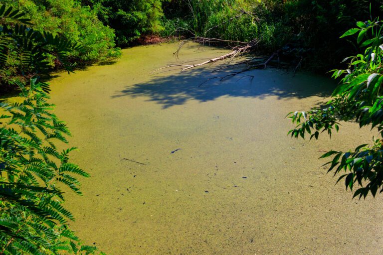 Detectan heces y nitratos en pozos y cenotes de Yucatán